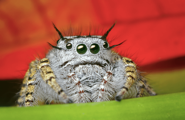 A jumping spider, wondering why you blame him for your bites.