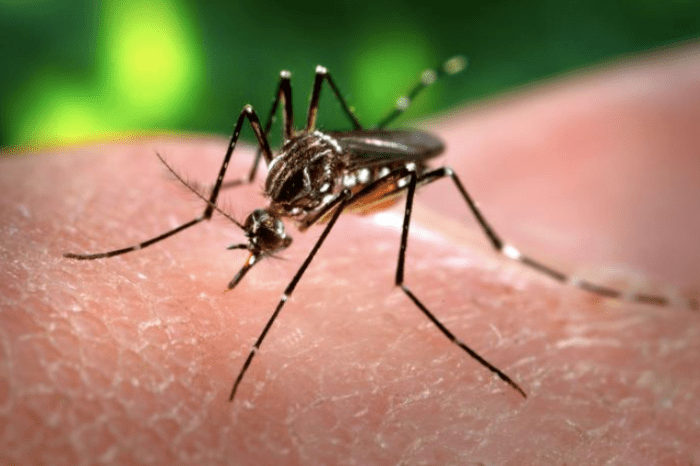 Aedes aegypti, the most likely villain behind your nighttime bug bites
