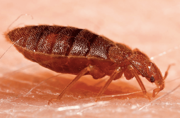 Bed bug