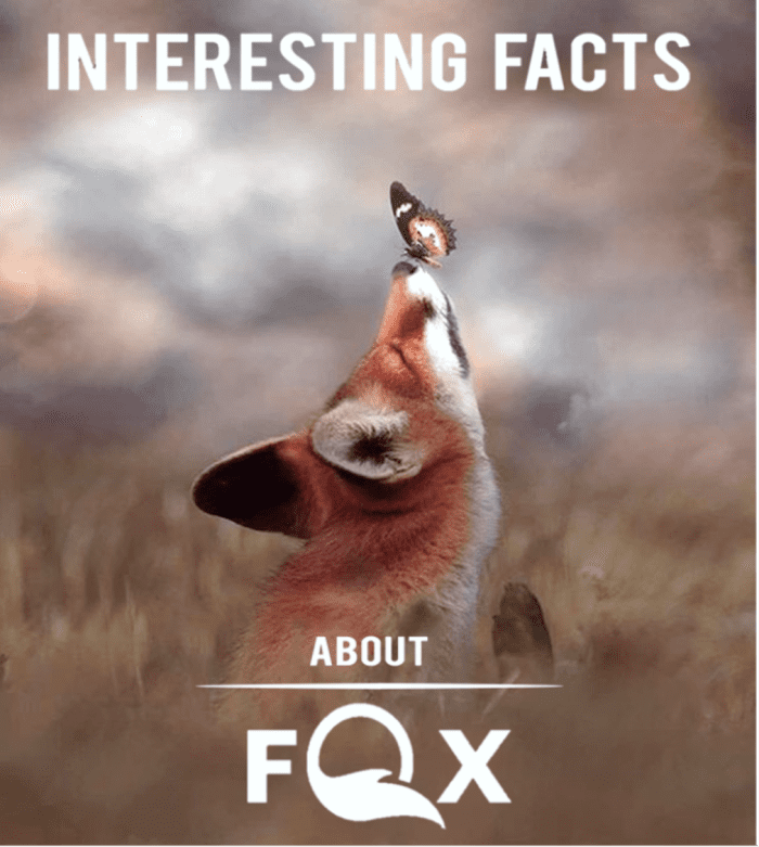 the-25-interesting-facts-about-foxes-hubpages