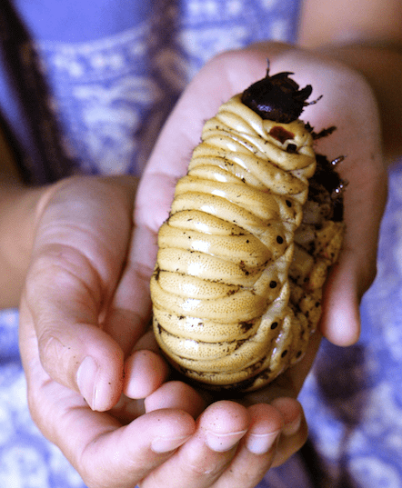 Yes, it's real – the larva of the giant hercules beetle