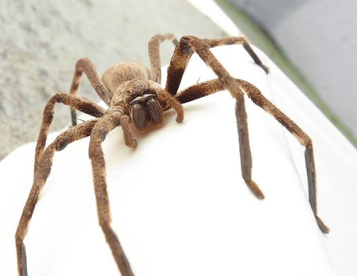The enormous huntsman spider