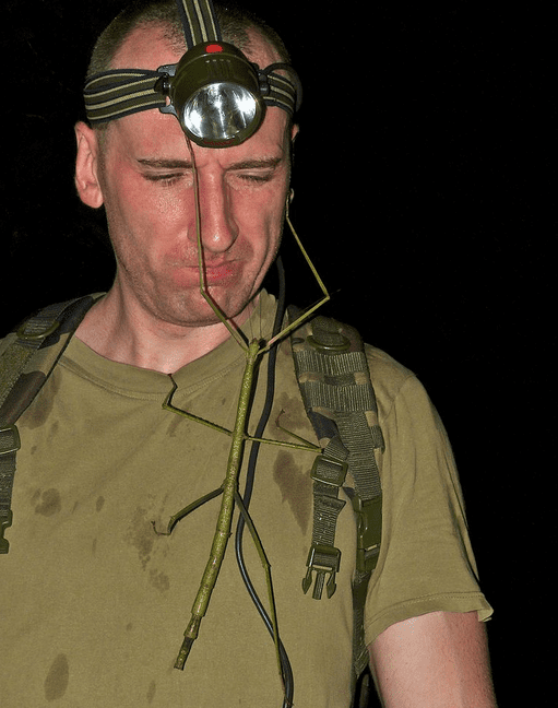 Up close and friendly with a giant walking stick