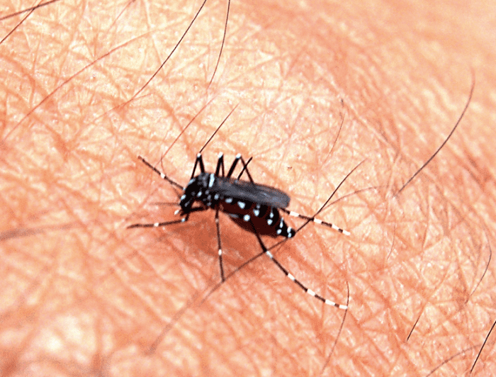 A blood-sucker to be concerned about