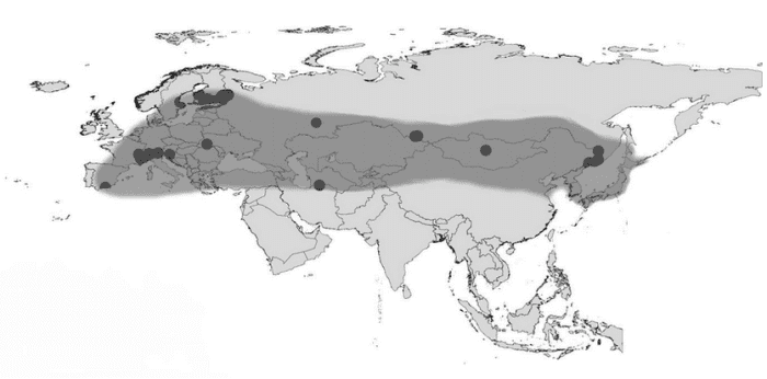 Map showing increasing range of C. thalictri
