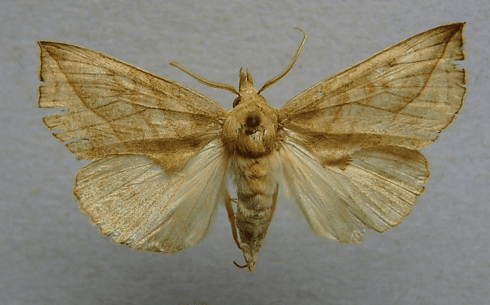 Calyptra thalictri