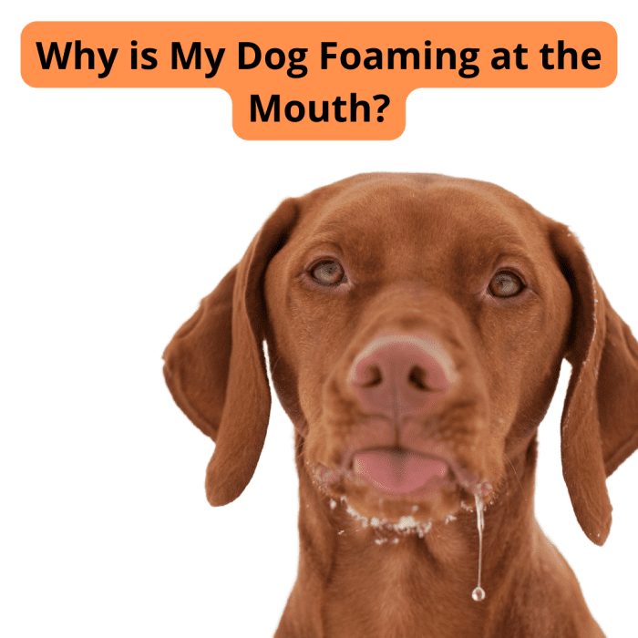 10-causes-of-dogs-foam-at-the-mouth