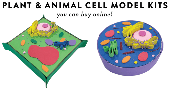 How to Create 3D Plant Cell and Animal Cell Models for Science Class ...