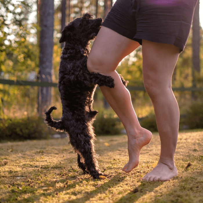 Many dogs misbehave when they're exposed to over stimulating situations