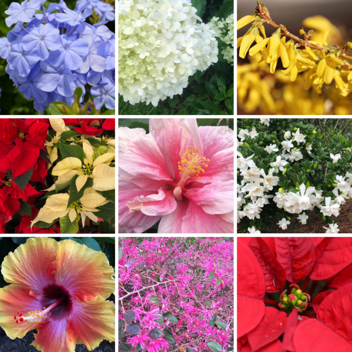 Top Row: plumbago, Limelight hydrangea, forsythia. Middle Row: poinsettia, double pink hibiscus, gardenia. Bottom Row: Hybrid Fiesta hibiscus, loropetalums, poinsettia