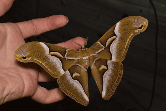 The big, beautiful cynthia moth – an invasive species that feeds on an invasive species!