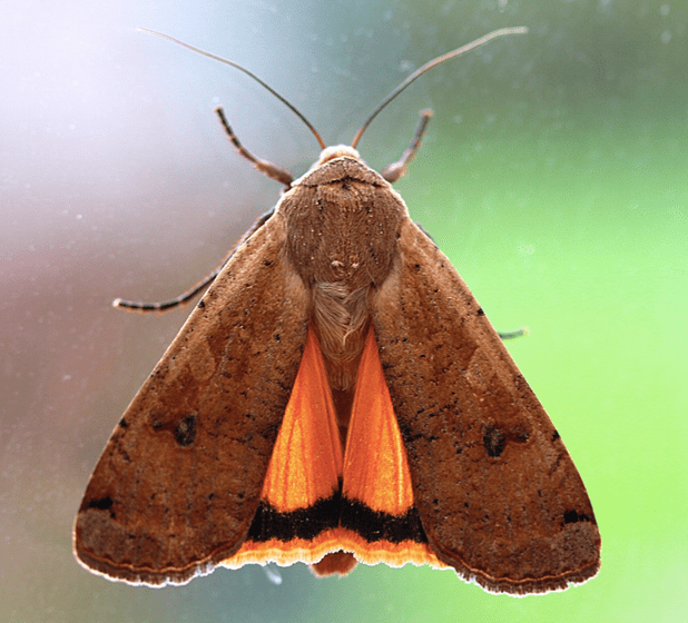 Adult large yellow underwing moth
