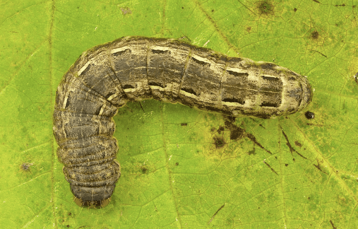 Caterpillar of the large yellow underwing, an invasive species