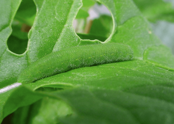 The caterpillar of the invasive cabbage white is very well camouflaged on its food plant.