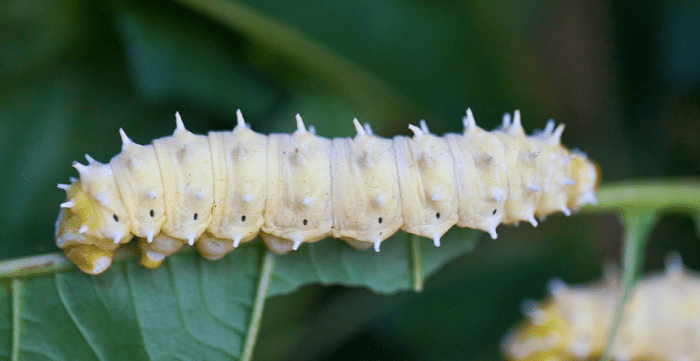 The huge caterpillar of the cynthia moth is often found feeding on ailanthus trees.