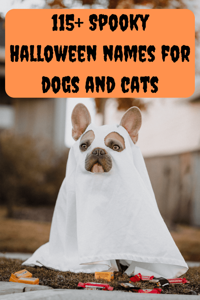 115+ Spooky Halloween Names For Dogs And Cats - PetHelpful