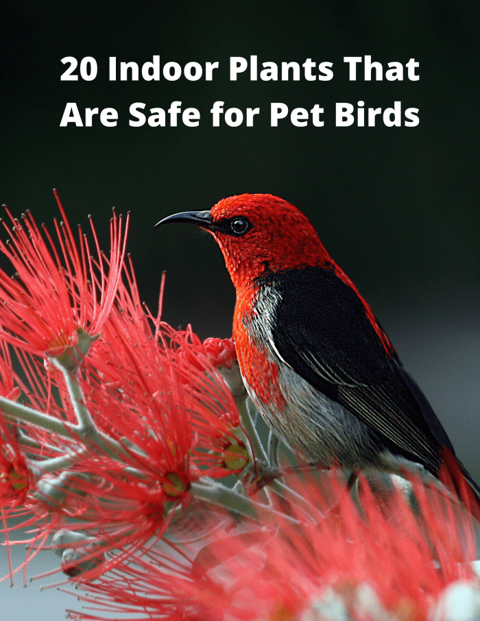 There are a lot of plants that are safe for birds to eat. Double-check lists to make sure the one you're buying doesn't harm your feathered friend(s).