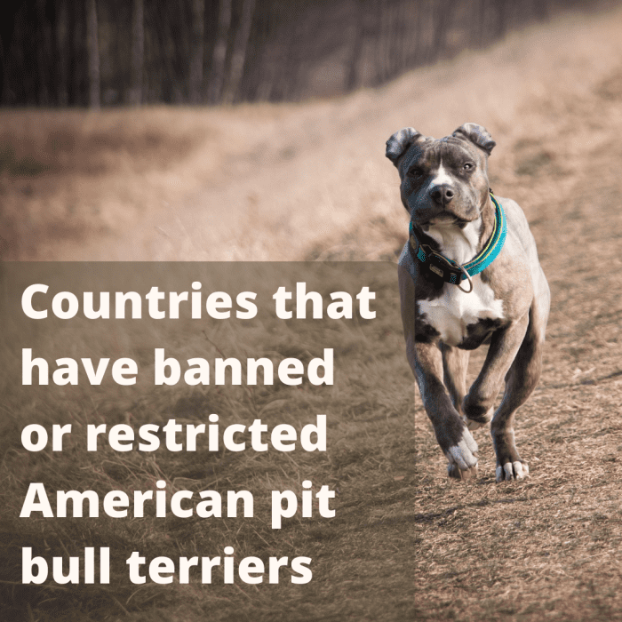 30 Countries Where Pit Bull Terriers Are Banned or Restricted PetHelpful