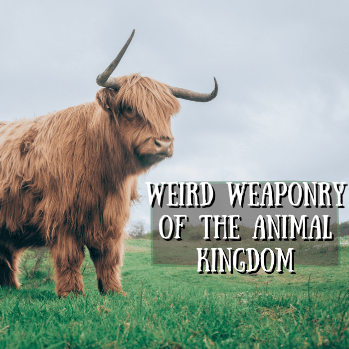 Read on to learn all about some of the strangest defense mechanisms in the animal kingdom! From the platypus to the cone snail, these are some of the strangest animal weapons you'll ever find.