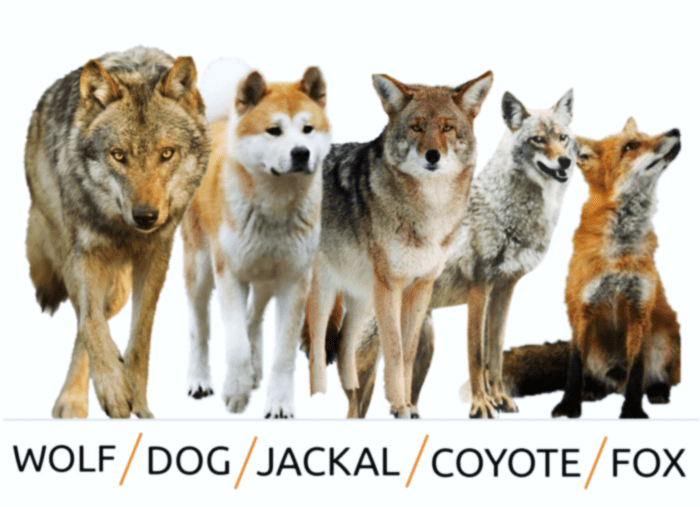 Difference Between Dog, Wolf, Jackal, Coyote And Fox - HubPages