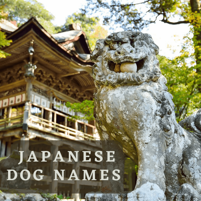 boy-dog-names-and-how-to-choose-one-boy-dog-names-dog-names-male