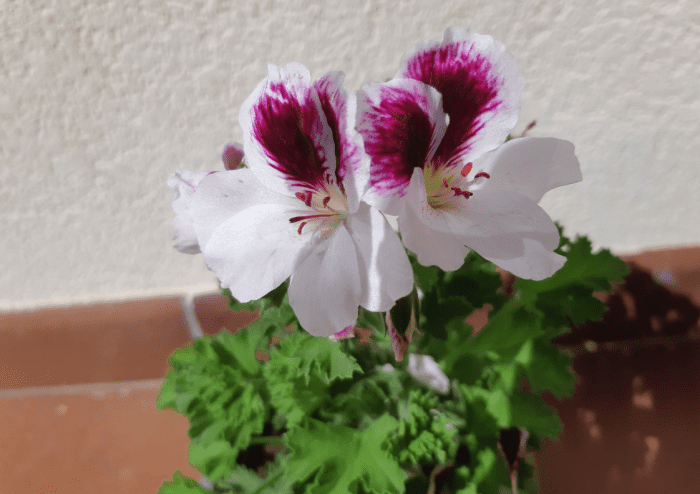 One of my favorite regal geraniums in my personal collection boasting purple blotches over the top petals.