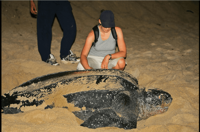 10 Fun Facts About Leatherback Sea Turtles - Owlcation