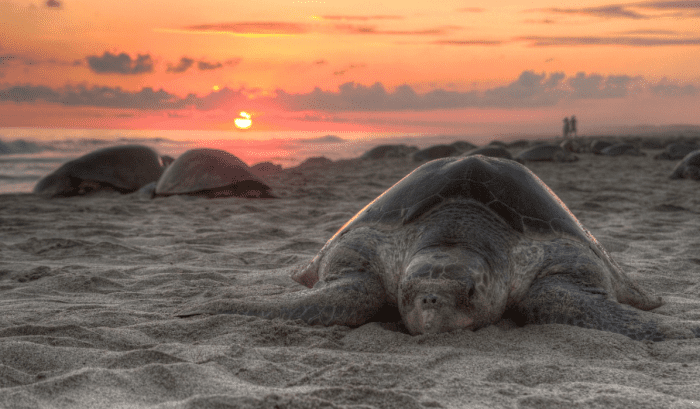 10-fun-facts-about-leatherback-sea-turtles-hubpages