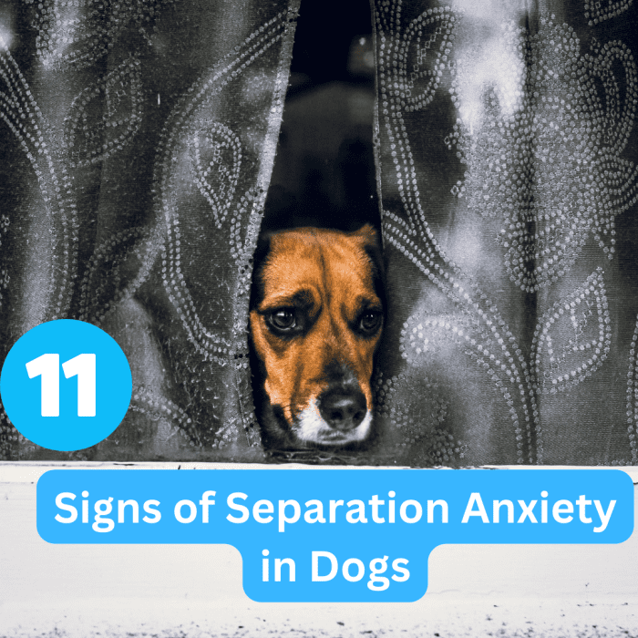 11 Signs of Separation Anxiety in Dogs PetHelpful