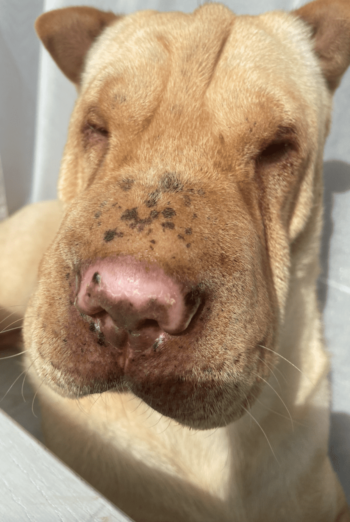 Why Is My Dog's Nose Peeling and Pink? - PetHelpful