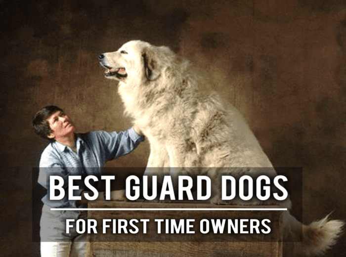 15 Best Guard Dogs for First Time Owners HubPages