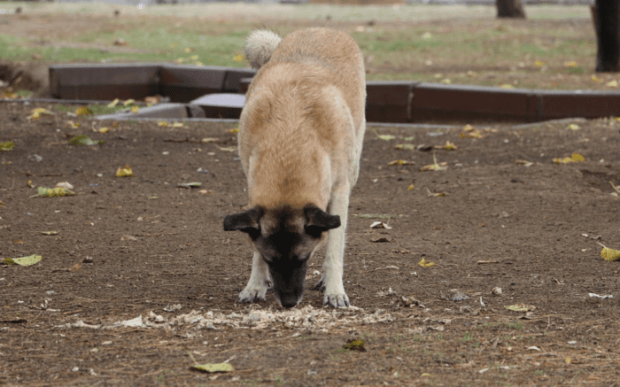 Don't think that the bitter taste of coffee grounds will deter your dog from eating them, especially if mixed with other foods in the trash
