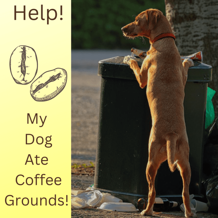 Help, My Dog Ate Coffee Grounds! PetHelpful