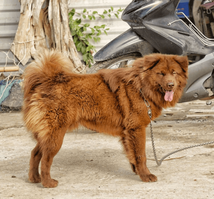 11 Best Guard Dogs From Asian Countries HubPages