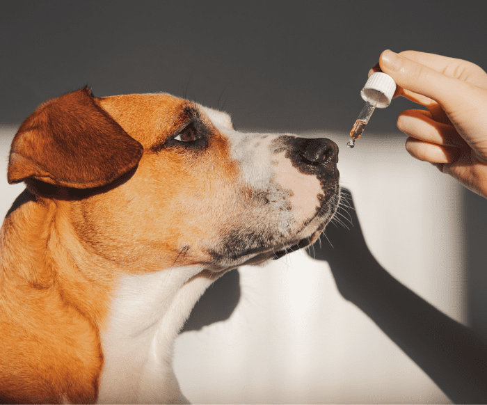 While liquid medication may be easier to administer to your pet, you may still want to consider capsules in certain situations.