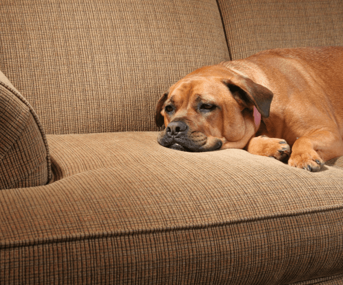 If your dog begins to display uncharacteristic signs of weakness or depression, reach out to your veterinarian.