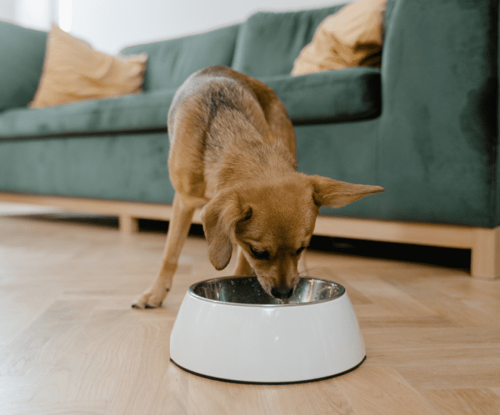 Metronidazole for Dogs Uses, Side Effects, and Dosage PetHelpful