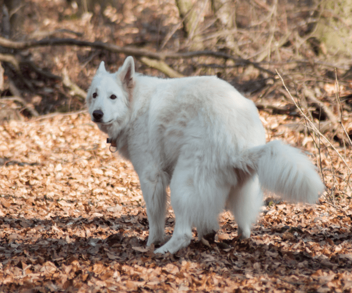 The best thing you can do to increase your dog's chances of surviving a bout of bloody diarrhea is to take him to the vet immediately.