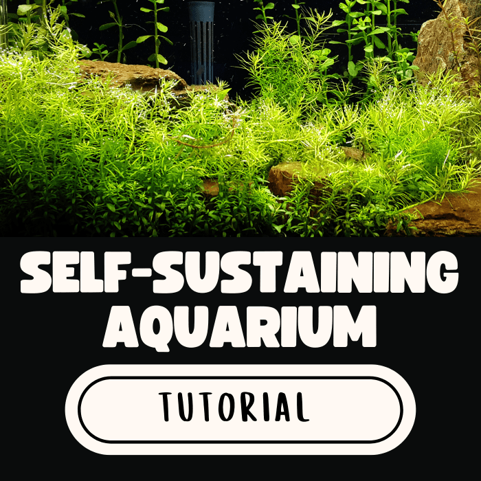 How to Build a SelfSustaining Aquarium (StepbyStep Guide) PetHelpful