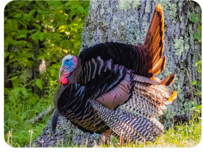 Embracing Nature's Beauty: Thanksgiving in the Appalachian Mountains ...