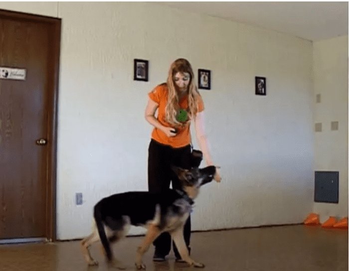 Here I am training a German shepherd pup a different way to interact with hands using hand-targeting.