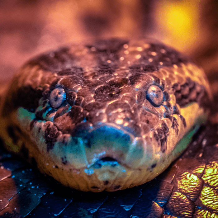 Anacondas are nocturnal hunters who are solitary outside of mating season.