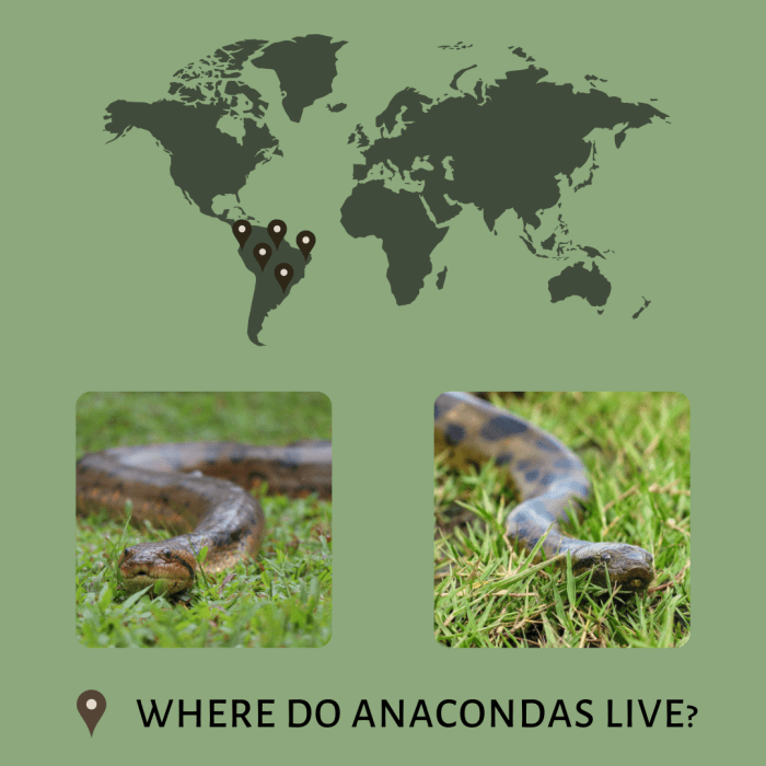 Anacondas are primarily found in tropical areas of South America, although they have also been found in grasslands, as well as in Florida.