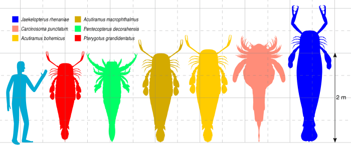 Size comparison of the six largest eurypterids. Left to right: Pterygotus grandidentatus, Pentecopterus decorahensis, Acutiramus macrophthalmus, Acutiramus bohemicus, Carcinosoma punctatum, and Jaekelopterus rhenaniae