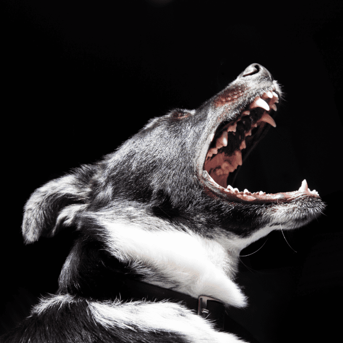 The Vampire Beast typically targeted dogs, although it was known to attack livestock, as well, and once attacked a human.