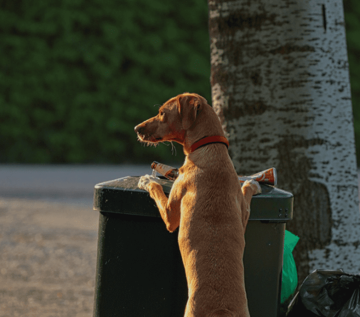 Many dogs will raid the trash and lick soda from cans. The sharp edges of aluminum cans can cause cuts to a dog's tongue.