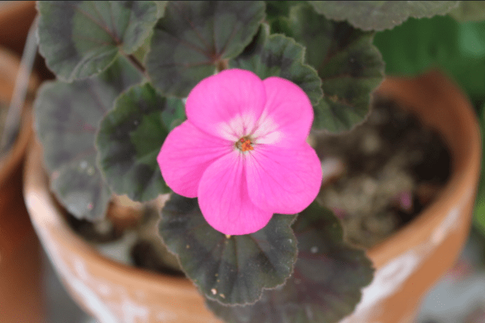 Because clay pots absorb mineral salts, they produce a white build-up on the external side as seen in this picture. This is totally normal.