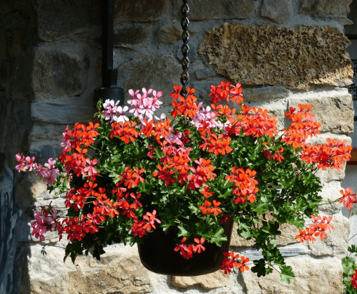 What Are the Best Pots for Geraniums (Pelargoniums)? Dengarden