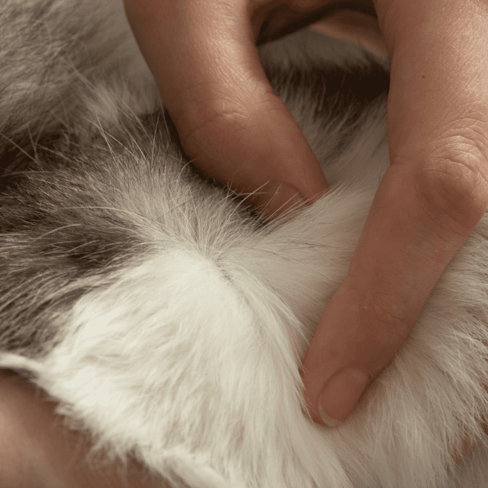 For a dog with flea allergies, a single bite can cause intense itching. Flea medication is worth trying even if you can't actually see any on your dog.