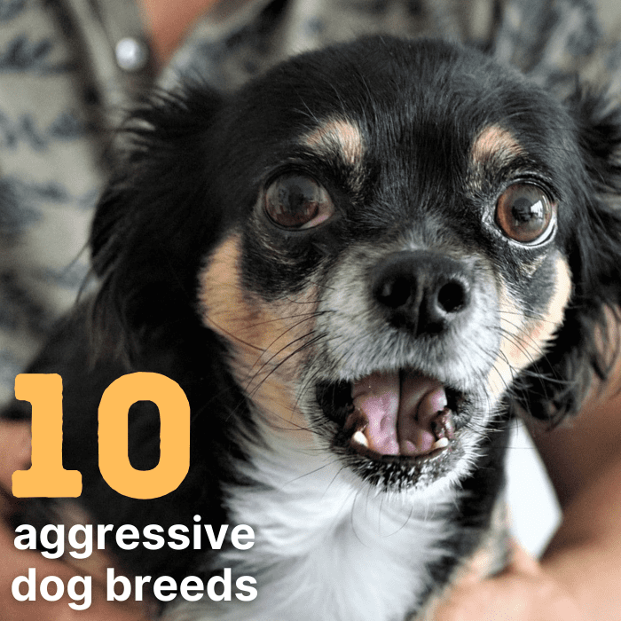 10 Most Aggressive Dog Breeds: Temperament Ratings And Information ...